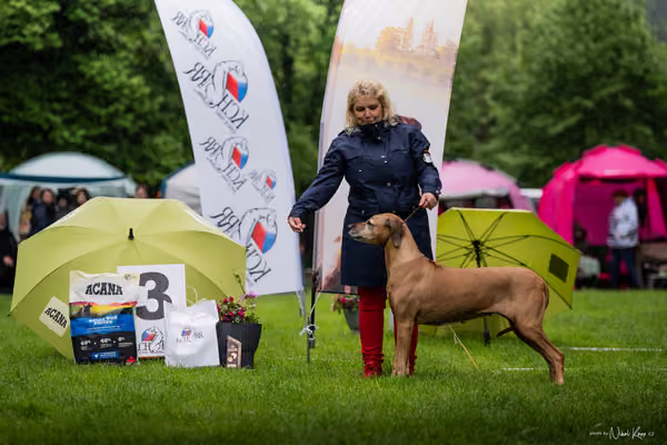 Klubová výstava KCHRR – 16. května 2026