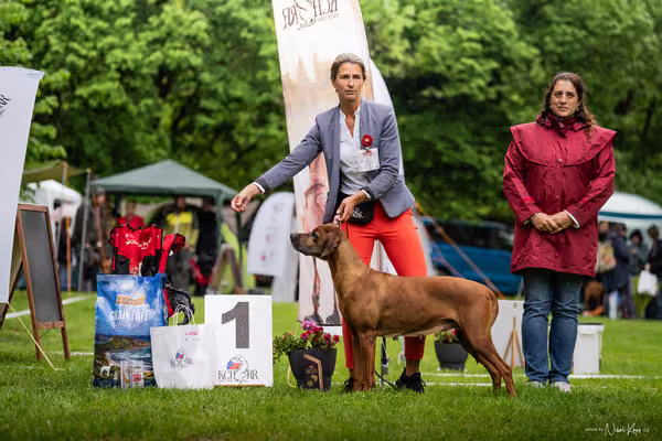 Klubová výstava KCHRR – 16. května 2026