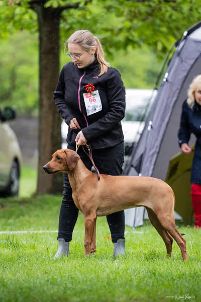 Klubová výstava KCHRR – 16. května 2026