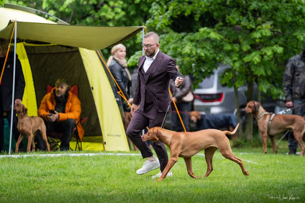 Klubová výstava KCHRR – 16. května 2026