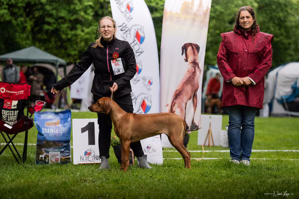 Klubová výstava KCHRR – 16. května 2026