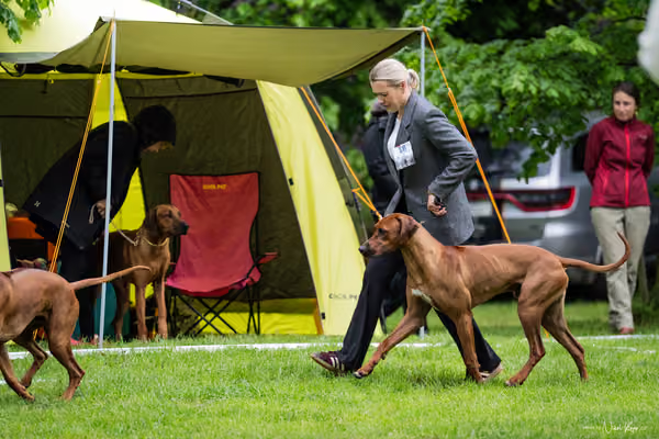 Klubová výstava KCHRR – 16. května 2026