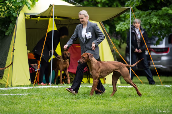 Klubová výstava KCHRR – 16. května 2026