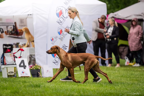 Klubová výstava KCHRR – 16. května 2026