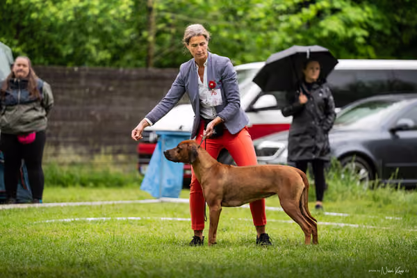 Klubová výstava KCHRR – 16. května 2026