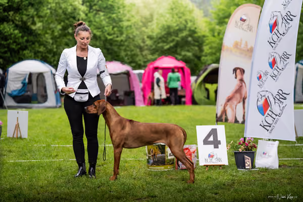 Klubová výstava KCHRR – 16. května 2026