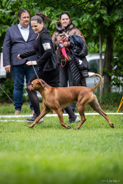 Klubová výstava KCHRR – 16. května 2026