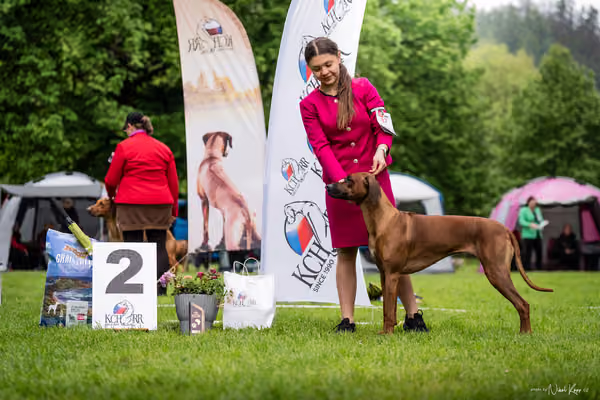 Klubová výstava KCHRR – 16. května 2026
