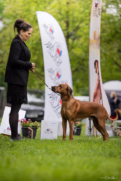 Klubová výstava KCHRR – 16. května 2026