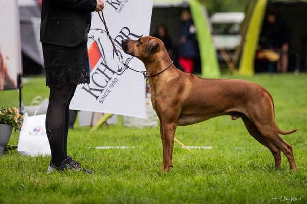Klubová výstava KCHRR – 16. května 2026