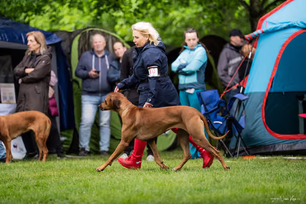 Klubová výstava KCHRR – 16. května 2026