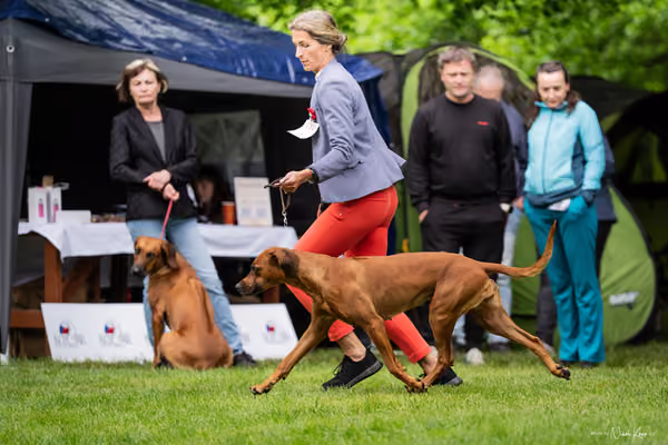 Klubová výstava KCHRR – 16. května 2026