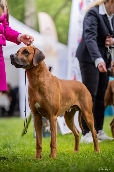 Klubová výstava KCHRR – 16. května 2026