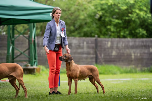 Klubová výstava KCHRR – 16. května 2026