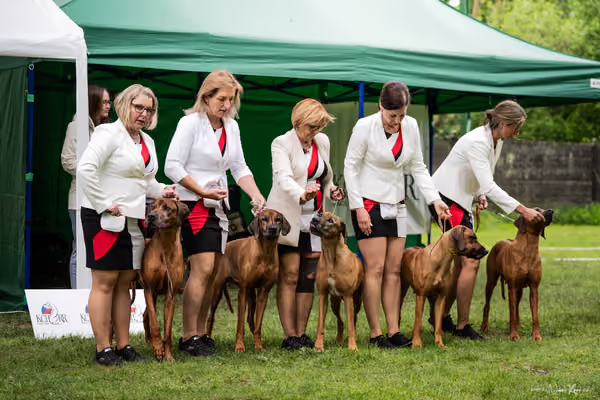Klubová výstava KCHRR – 16. května 2026