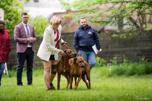 Klubová výstava KCHRR – 16. května 2026