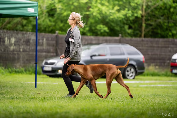 Klubová výstava KCHRR – 16. května 2026