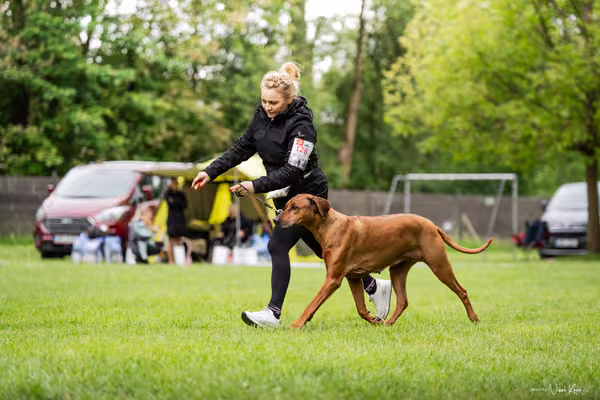 Klubová výstava KCHRR – 16. května 2026