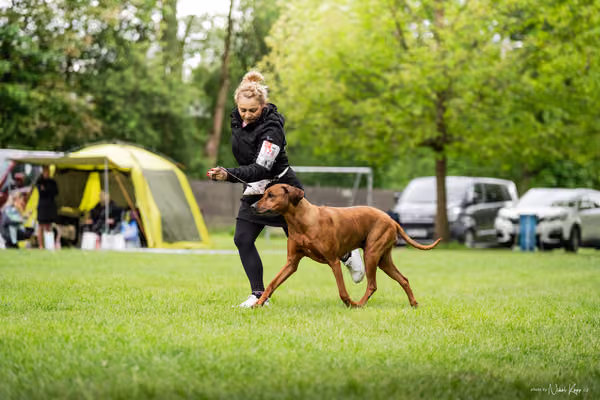 Klubová výstava KCHRR – 16. května 2026