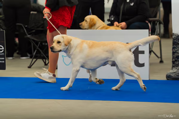 For Pets Cup — DSC00390