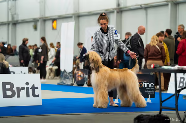 For Pets Cup — DSC00784