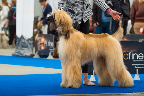For Pets Cup — DSC00786