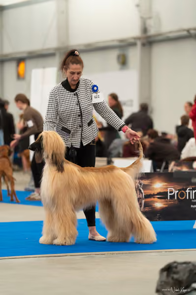 For Pets Cup — DSC00792