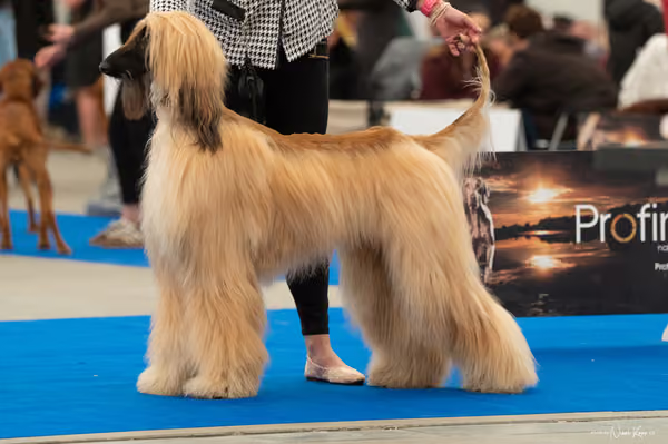 For Pets Cup — DSC00793