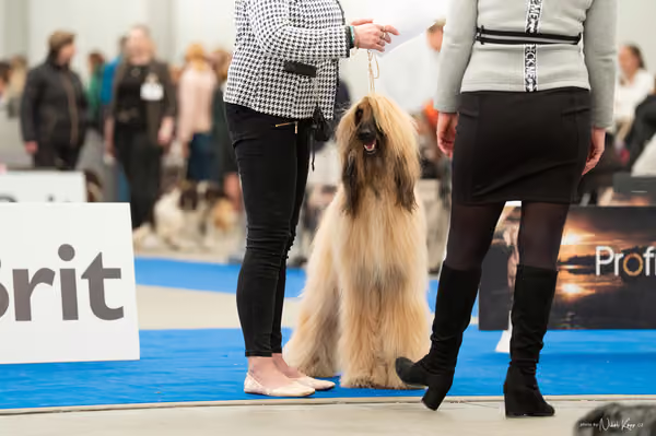 For Pets Cup — DSC00834