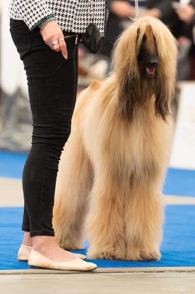 For Pets Cup — DSC00838