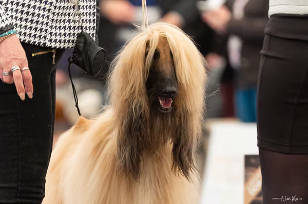 For Pets Cup — DSC00840