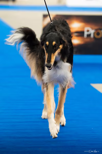 For Pets Cup — DSC00845