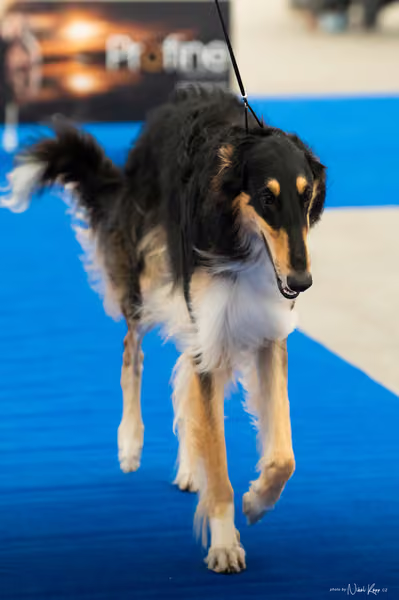 For Pets Cup — DSC00848