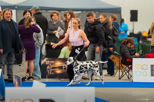 For Pets Cup — DSC00237