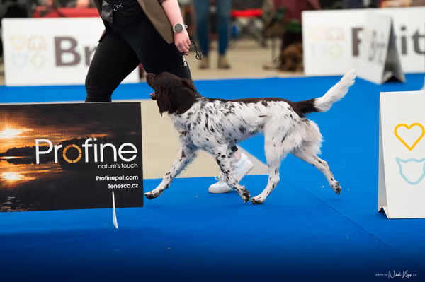 For Pets Cup — DSC01156
