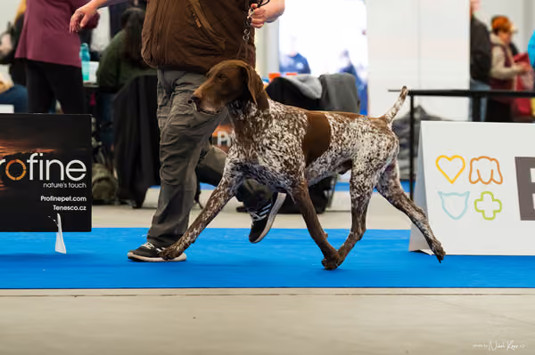 For Pets Cup — DSC01382