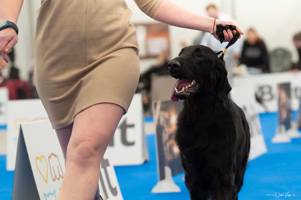 For Pets Cup — DSC01438