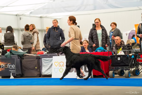 For Pets Cup — DSC01444