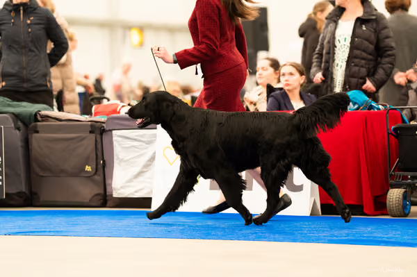 For Pets Cup — DSC01464