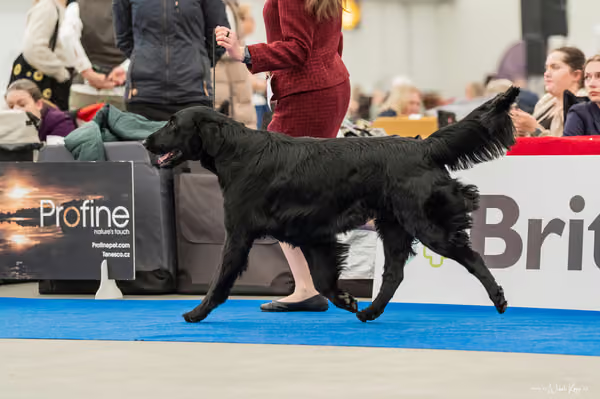 For Pets Cup — DSC01468