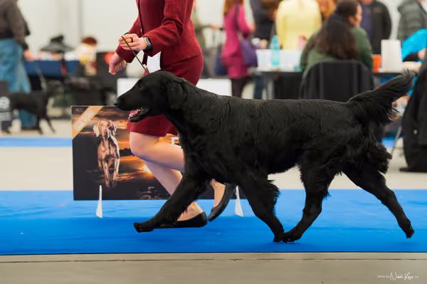 For Pets Cup — DSC01477