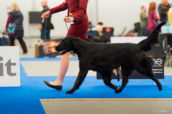 For Pets Cup — DSC01481
