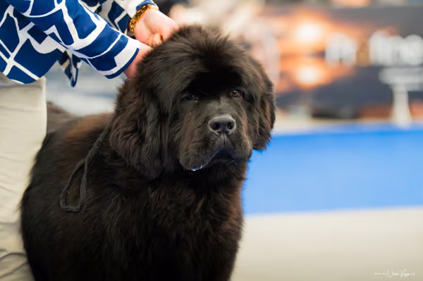 For Pets Cup — DSC00459