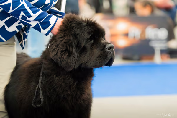 For Pets Cup — DSC00461