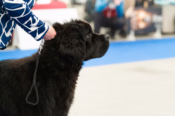 For Pets Cup — DSC00475