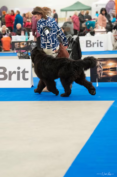 For Pets Cup — DSC00476