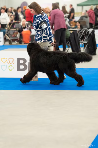 For Pets Cup — DSC00477