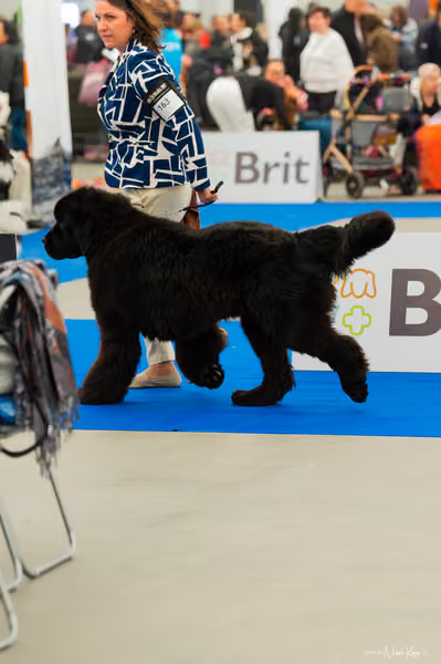 For Pets Cup — DSC00480