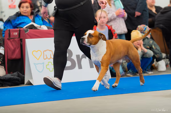 For Pets Cup — DSC00881