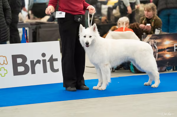For Pets Cup — DSC00221